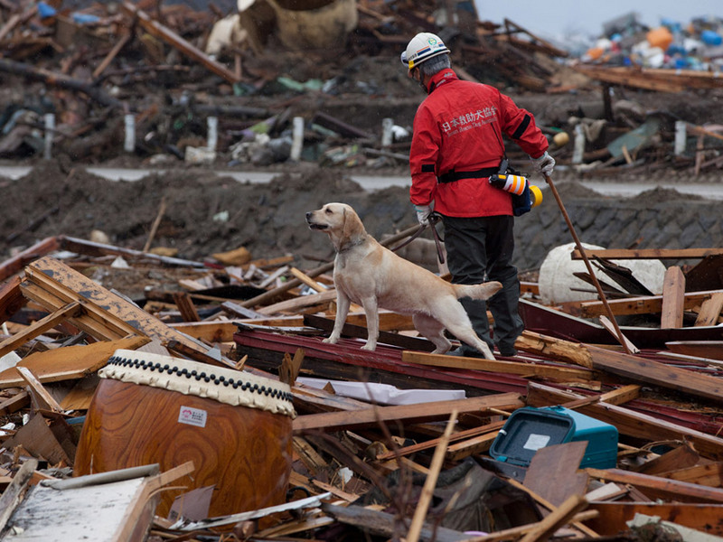 Поисковая собака на развалинах дома